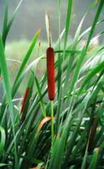 Foto, materieel, vrij, landschap, schilderstuk, bevoorraden foto,Cattail, Brown, Groen, Waterplas, 