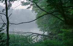 fotografia, materiale, libero il panorama, dipinga, fotografia di scorta,Mattina del lakeside, stagno, superficie di acqua, ramo, 