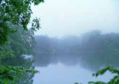 fotografia, materiale, libero il panorama, dipinga, fotografia di scorta,Mattina il lago di Matsubara, stagno, superficie di acqua, ramo, 