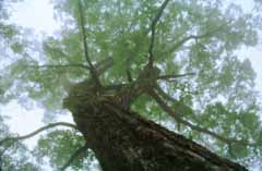 Foto, materiell, befreit, Landschaft, Bild, hat Foto auf Lager,Groer Baum im Nebel, Stamm, Zweig, Nebel, 