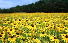 photo,material,free,landscape,picture,stock photo,Creative Commons,Yellow field, yellow, , , 