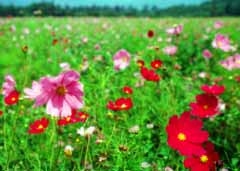 photo,material,free,landscape,picture,stock photo,Creative Commons,Cosmos field, red, pink, , 