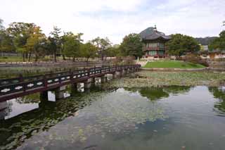 photo, la matire, libre, amnage, dcrivez, photo de la rserve,Hyangwonjeong de Kyng-bokkung, btiment en bois, patrimoine de l'humanit, Un arbre, Suiko lient