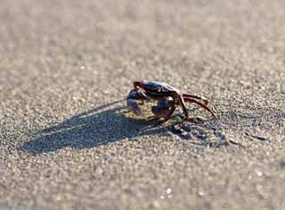 photo, la matire, libre, amnage, dcrivez, photo de la rserve,Sand crabes, Crabe, , , Ombre