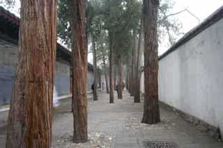 Foto, materiell, befreit, Landschaft, Bild, hat Foto auf Lager,Summer Palace Street, Japanische Zeder, uere Mauer, Komichi, Kopfstein