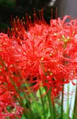 Foto, materiell, befreit, Landschaft, Bild, hat Foto auf Lager,Purpurrote Traube-Amaryllis, rot, , , 