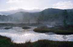 fotografia, materiale, libero il panorama, dipinga, fotografia di scorta,Nebbia di mattina, stagno, albero, montagna, nebbia