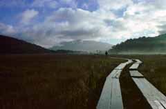 photo,material,free,landscape,picture,stock photo,Creative Commons,Melancholy in the marshland, cloud, tree, mountain, fog