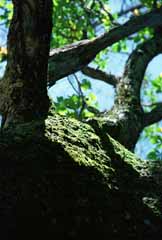 fotografia, materiale, libero il panorama, dipinga, fotografia di scorta,Vecchio albero muschioso, scorza di albero, ramo, tronco, 