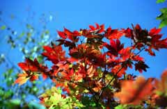 fotografia, material, livra, ajardine, imagine, proveja fotografia,Vermelho, infiltre!, folhas de outono, vermelho, cu azul, 