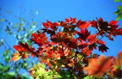 Foto, materieel, vrij, landschap, schilderstuk, bevoorraden foto,Rood, infiltreren!, Herfst laat, Rood, Blauwe lucht, 