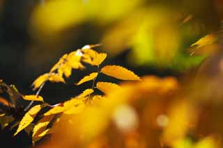 Foto, materiell, befreit, Landschaft, Bild, hat Foto auf Lager,Zelkova wechselnden Farben, Gelb, Bltter, Blattvene, Herbstfarbe