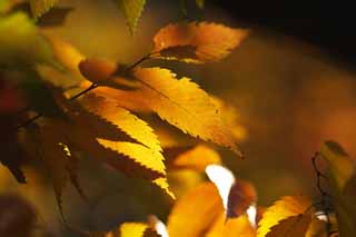 photo, la matire, libre, amnage, dcrivez, photo de la rserve,Zelkova en modifiant les couleurs,, Jaune, Feuilles, Veine de la feuille, Couleur de l'automne