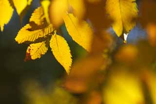 Foto, materiell, befreit, Landschaft, Bild, hat Foto auf Lager,Zelkova wechselnden Farben, Gelb, Bltter, Blattvene, Herbstfarbe