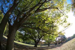 fotografia, materiale, libero il panorama, dipinga, fotografia di scorta,Autunno Park, Cielo blu, Grass, Alberi, Foglie di autunno