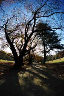 Foto, materieel, vrij, landschap, schilderstuk, bevoorraden foto,Autumn Park, Blauwe lucht, Gras, Bomen, Herfst laat