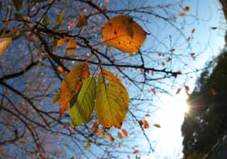 fotografia, materiale, libero il panorama, dipinga, fotografia di scorta,Ciliegia foglie di autunno, Cielo blu, Ramo, Domenica, Foglie di autunno