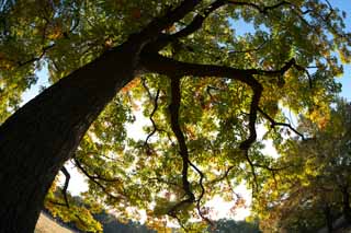 Foto, materieel, vrij, landschap, schilderstuk, bevoorraden foto,Autumn Park, Blauwe lucht, , , Herfst laat