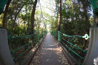 photo,material,free,landscape,picture,stock photo,Creative Commons,Suspension bridge, Suspension bridge, Suspension Bridge, Bridge, Path