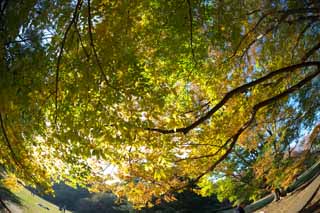 Foto, materiell, befreit, Landschaft, Bild, hat Foto auf Lager,Zelkova wechselnden Farben, Gelb, Bltter, Zweig, Herbstfarbe