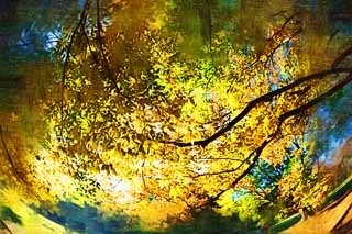 illust, matire, libre, paysage, image, le tableau, crayon de la couleur, colorie, en tirant,Zelkova en modifiant les couleurs,, Jaune, Feuilles, Branche, Couleur de l'automne