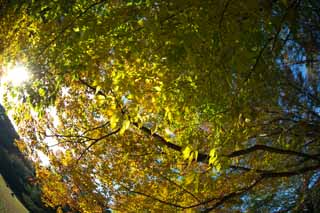 Foto, materieel, vrij, landschap, schilderstuk, bevoorraden foto,Zelkova veranderende kleuren, Geel, Verloven, Aftakking, Herfst kleur