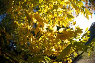 photo,material,free,landscape,picture,stock photo,Creative Commons,Zelkova changing colors, Yellow, Leaves, Branch, Autumn color