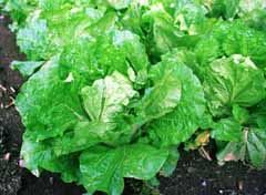 photo,material,free,landscape,picture,stock photo,Creative Commons,Chinese cabbage field, vegetable, , , 