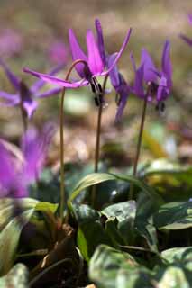 ,,, ,,,    , Erythronium., ,  kyoko, 