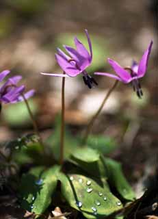 Foto, materiell, befreit, Landschaft, Bild, hat Foto auf Lager,Japanisch Hundes Zahn violett Blumen, Erythronium, , Ken Kyoko, 