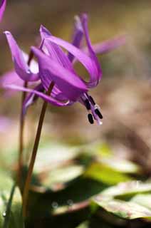 Foto, materieel, vrij, landschap, schilderstuk, bevoorraden foto,Japanse hond de tand paarse bloemen, Erythronium, , Ken Kyoko, 