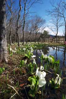 photo, la matière, libre, aménage, décrivez, photo de la réserve,Skunk chou Waterside, Arum blanc, Au gingembre tropique, Chou du putois, Terrain marécageux