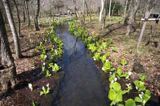 photo,material,free,landscape,picture,stock photo,Creative Commons,Skunk Cabbage waterside, White Arum, To tropical ginger, Skunk Cabbage, Marshland