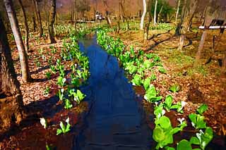 illust, materiell, befreit, Landschaft, Bild, Gemlde, Farbbleistift, Wachsmalstift, Zeichnung,,Stinktierkohlkopf Waterside, Weier Arum, Zu tropischem Ingwer, Stinktierkohlkopf, Sumpfland