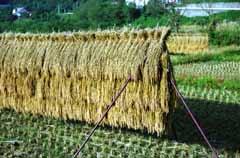 Foto, materieel, vrij, landschap, schilderstuk, bevoorraden foto,Oogst van deze jaar, Rijst, , Rijst paddy, Oogst