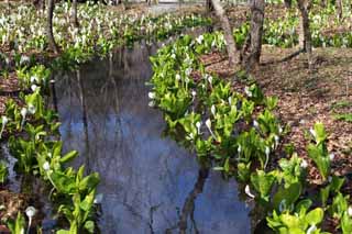 photo,material,free,landscape,picture,stock photo,Creative Commons,Skunk Cabbage waterside, White Arum, To tropical ginger, Skunk Cabbage, Marshland