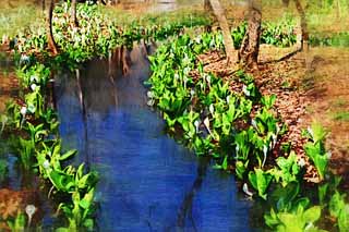 illust, materiell, befreit, Landschaft, Bild, Gemlde, Farbbleistift, Wachsmalstift, Zeichnung,,Stinktierkohlkopf Waterside, Weier Arum, Zu tropischem Ingwer, Stinktierkohlkopf, Sumpfland