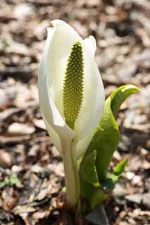 photo, la matire, libre, amnage, dcrivez, photo de la rserve,Skunk chou blanc, Arum blanc, Au gingembre tropique, Chou du putois, Terrain marcageux