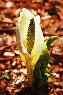 illustration,material,free,landscape,picture,painting,color pencil,crayon,drawing,White Skunk Cabbage, White Arum, To tropical ginger, Skunk Cabbage, Marshland