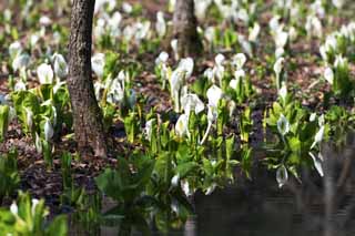 photo,material,free,landscape,picture,stock photo,Creative Commons,Skunk Cabbage waterside, White Arum, To tropical ginger, Skunk Cabbage, Marshland