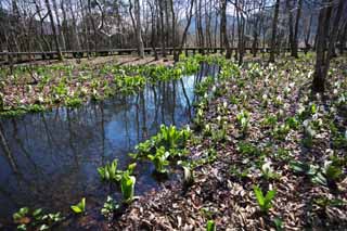 photo,material,free,landscape,picture,stock photo,Creative Commons,Skunk Cabbage waterside, White Arum, To tropical ginger, Skunk Cabbage, Marshland