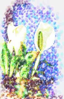 illustration,material,free,landscape,picture,painting,color pencil,crayon,drawing,White Skunk Cabbage, White Arum, To tropical ginger, Skunk Cabbage, Marshland