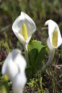 fotografia, materiale, libero il panorama, dipinga, fotografia di scorta,Skunk cavolo cappuccio bianco, Arum bianco, A zenzero tropicale, Lasci a zero punti cavolo cappuccio, Terreno paludoso