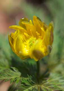 foto,tela,gratis,paisaje,fotografa,idea,Extremo Oriente Amur Adonis, GANJITSUSOU, Csped de da de ao nuevo, Pngase amarillo, EFEMERARU de primavera