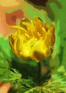 illust,tela,gratis,paisaje,fotografa,idea,pintura,Lpiz de color,dibujo,Extremo Oriente Amur Adonis, GANJITSUSOU, Csped de da de ao nuevo, Pngase amarillo, EFEMERARU de primavera