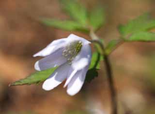 foto,tela,gratis,paisaje,fotografa,idea,Flores prpura, Flores de primavera, Ptalo, Toma, Estambre