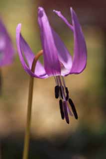 foto,tela,gratis,paisaje,fotografa,idea,Japons del diente de perro flores violeta, Erythronium, , Ken Kyoko, 