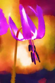 illust, materiale, libero panorama, ritratto dipinto, matita di colore disegna a pastello, disegnando,Japanese dente di cane fiori viola, Erythronium, , Ken Kyoko, 