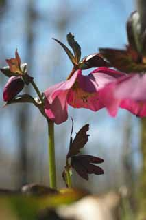 fotografia, materiale, libero il panorama, dipinga, fotografia di scorta,Natale Rose, Fiori di Primavera, Petalo, HEREBORASU, Ranunculaceae