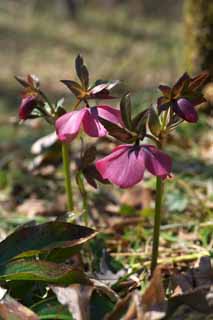 Foto, materieel, vrij, landschap, schilderstuk, bevoorraden foto,Christmas Rose, Borrel Bloemen op, Kroonblad, HEREBORASU, Ranunculaceae